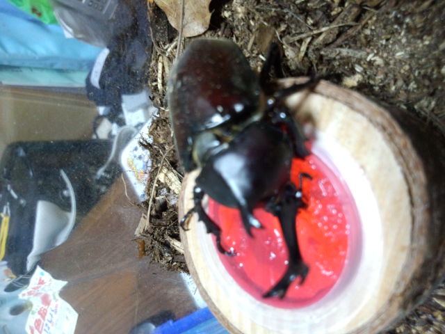 アップロードファイル 68,304 byte